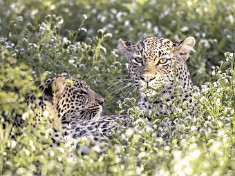 Best of South Africa von Johannesburg nach Kapstadt - Leopard