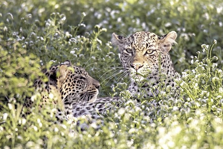 Best of South Africa von Johannesburg nach Kapstadt