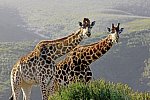 Best of South Africa von Johannesburg nach Kapstadt