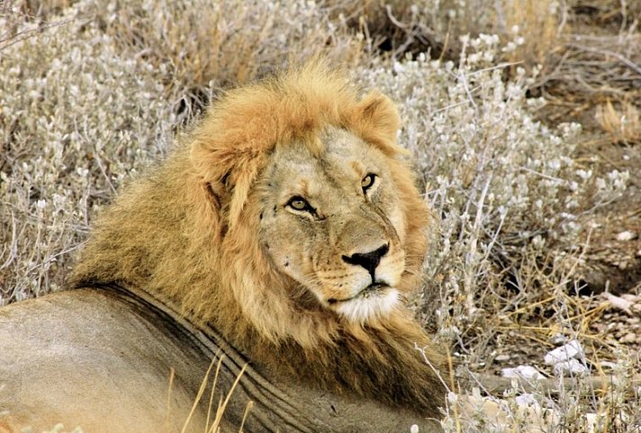 Drifters - South Africa Explorer