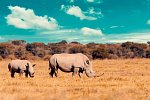 Drifters - Botswana Explorer Johannesburg - Victoria Falls