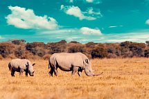 Drifters - Botswana Explorer Johannesburg - Victoria Falls - Nashörner, Botswana