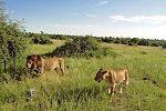 Drifters - Botswana Explorer Johannesburg - Victoria Falls