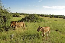Drifters - Botswana Explorer Johannesburg - Victoria Falls - Chobe Nationalpark