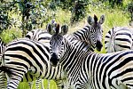 Drifters - Botswana Explorer Johannesburg - Victoria Falls