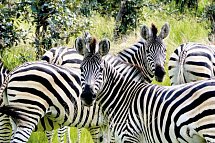 Drifters - Botswana Explorer Johannesburg - Victoria Falls - Zebras, Khwai Region