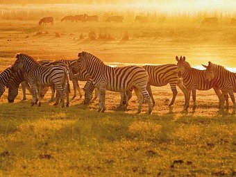 Drifters - Botswana Explorer Johannesburg - Victoria Falls - Zebras, Botswana