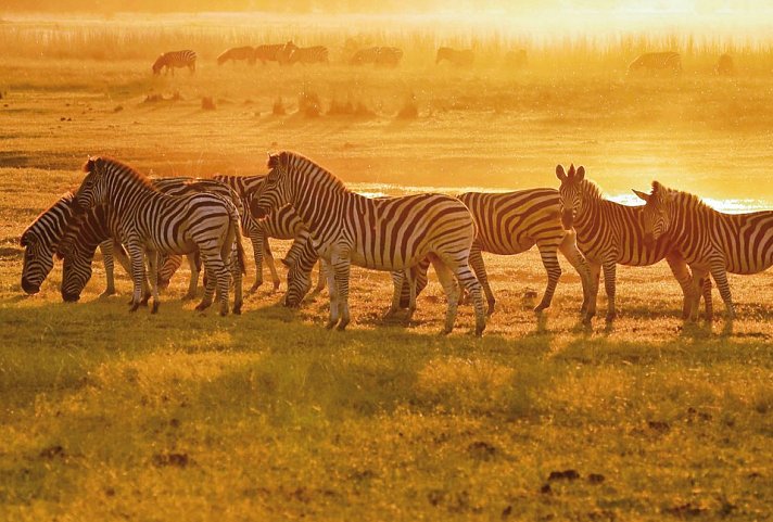 Drifters - Botswana Explorer Johannesburg - Victoria Falls - Zebras, Botswana