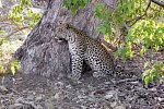 Drifters - Botswana Explorer Johannesburg - Victoria Falls