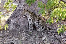 Drifters - Botswana Explorer Johannesburg - Victoria Falls