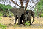 Drifters - Botswana Explorer Johannesburg - Victoria Falls