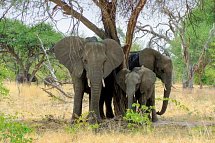 Drifters - Botswana Explorer Johannesburg - Victoria Falls - Elefanten, Botswana