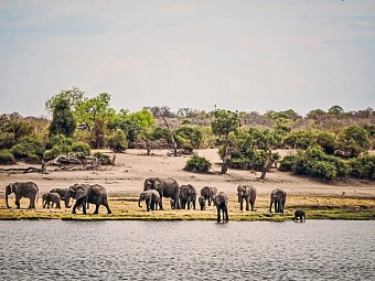 Drifters - Botswana Explorer Johannesburg - Victoria Falls - Elefanten