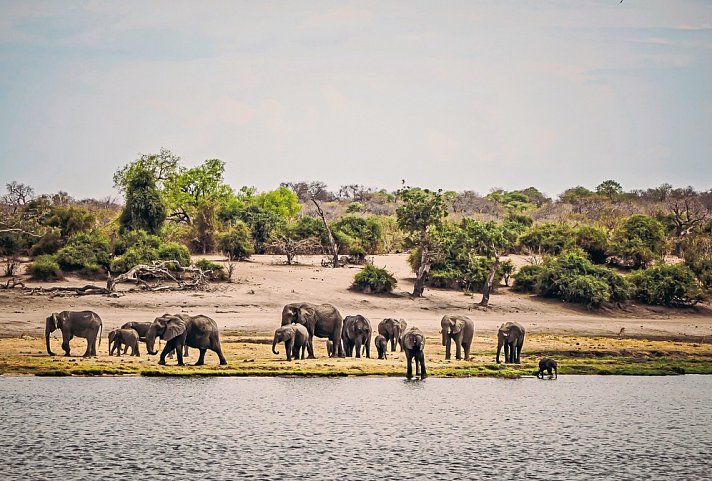 Drifters - Botswana Explorer Johannesburg - Victoria Falls - Elefanten