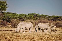 Drifters - Botswana Explorer Johannesburg - Victoria Falls - Nashörner