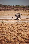 Drifters - Botswana Explorer Johannesburg - Victoria Falls - Nashörner