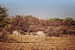 Drifters - Botswana Explorer Johannesburg - Victoria Falls
