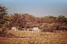 Drifters - Botswana Explorer Johannesburg - Victoria Falls - Nashörner