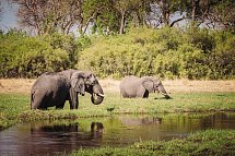 Drifters - Botswana Explorer Johannesburg - Victoria Falls - Elefanten