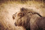 Drifters - Botswana Explorer Johannesburg - Victoria Falls