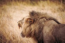 Drifters - Botswana Explorer Johannesburg - Victoria Falls - Löwe