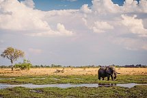 Drifters - Botswana Explorer Johannesburg - Victoria Falls - Elefant