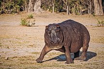 Drifters - Botswana Explorer Johannesburg - Victoria Falls - Flusspferd