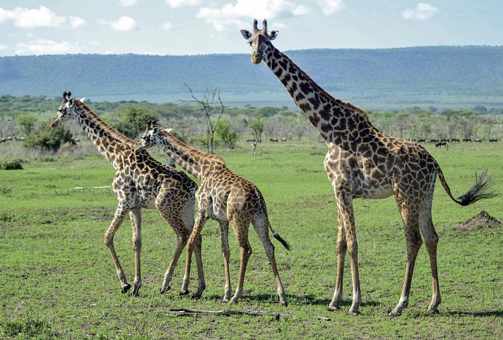 Tansania Pur - Serengeti Nationalpark