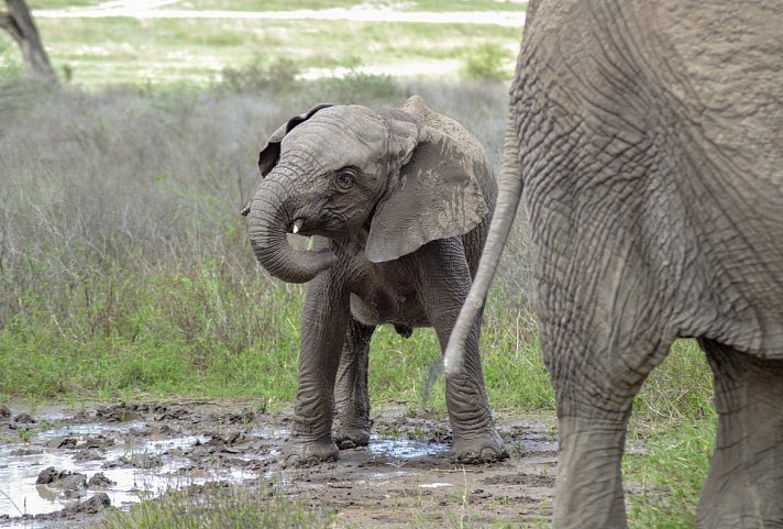 Tansania Pur - Elefanten im Ngorongoro-Schutzgebiet