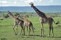 Tansania Pur - Serengeti Nationalpark