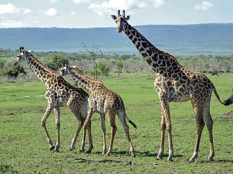Tansania Pur - Serengeti Nationalpark