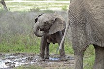 Tansania Pur - Elefanten im Ngorongoro-Schutzgebiet