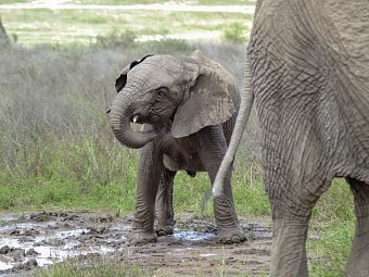 Tansania Pur - Elefanten im Ngorongoro-Schutzgebiet