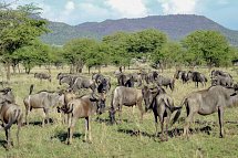 Tansania Pur - Gnus, Serengeti Nationalpark