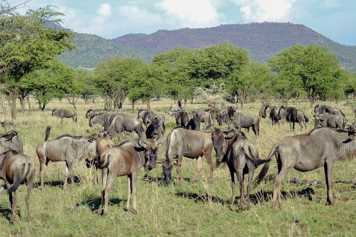 Tansania Pur