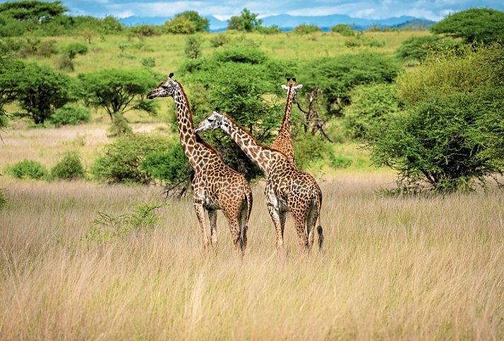 Die große Ostafrika Safari - Masai Mara
