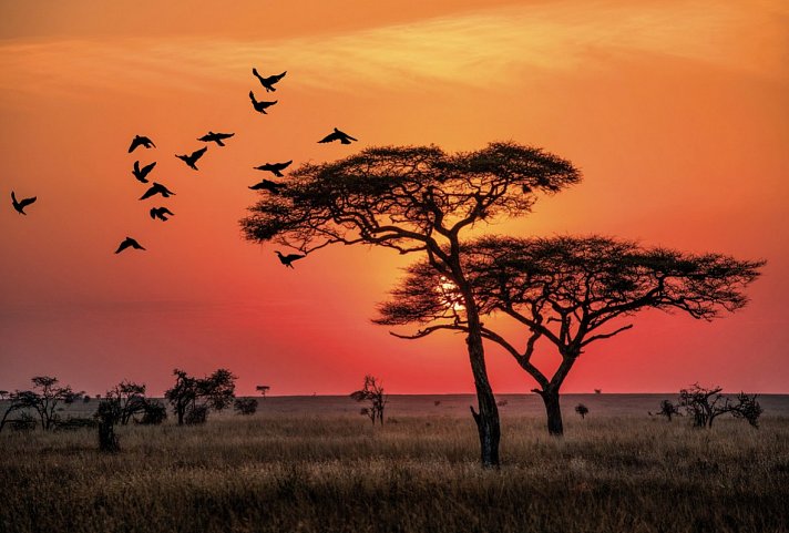 Naturwunder Tansanias & Welterbe Sansibar - Sonnenaufgang in der Serengeti