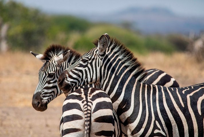 Naturwunder Tansanias & Welterbe Sansibar - Tarangire Nationalpark