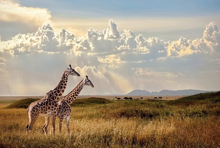 Magisches Tansania - Serengeti Nationalpark
