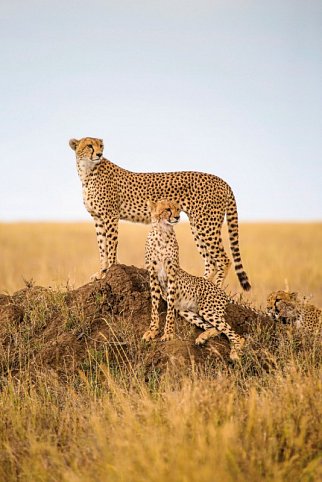 Magisches Tansania - Geparden in der Serengeti