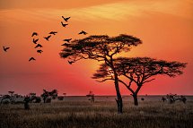 Magisches Tansania - Sonnenaufgang in der Serengeti
