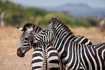 Magisches Tansania - Tarangire Nationalpark