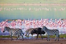Magisches Tansania - Wildlife am Ngorongoro Krater