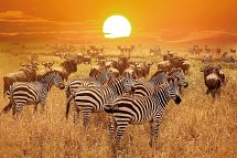 Magisches Tansania - Serengeti