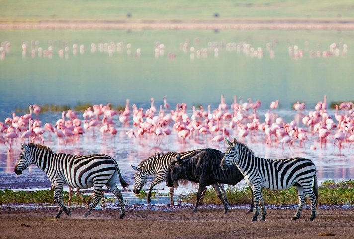 Abenteuer Tansania - Wildlife am Ngorongoro Krater