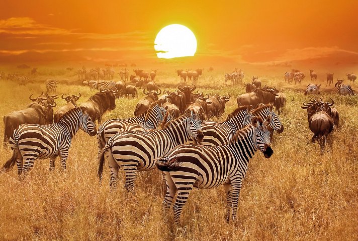 Tansania Explorer - Serengeti
