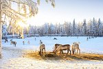 Winter Wonderland Ruka