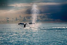 Island mit Flair - Polarlicht, Golden Circle und charmante Hotels