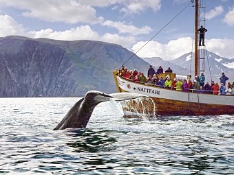 Rund um Island – Ringstraße und Snæfellsnes - Walbeobachtung