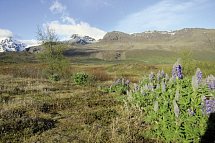 Rund um Island – Ringstraße und Snæfellsnes - Skaftafell Nationalpark